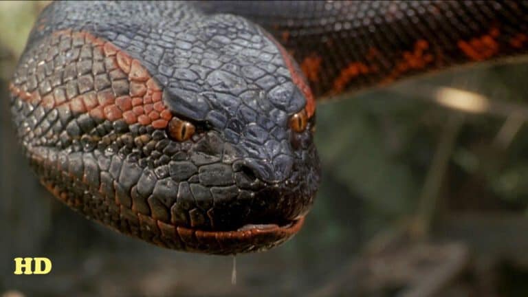 Anaconda – The Giant Monster