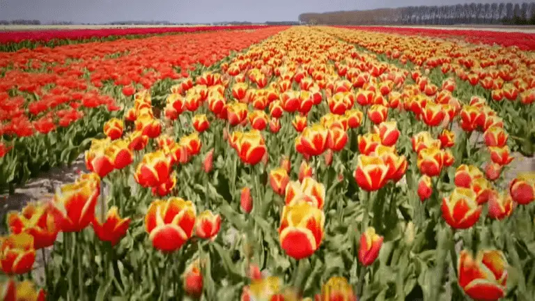 The Billion Dollar Flower Market