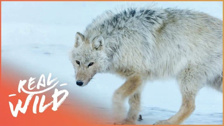 Canada’s White Wolves – Ghosts Of The Arctic