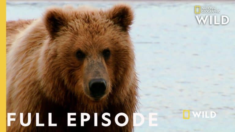 Grizzly Battleground – Alaska’s Grizzly Gauntlet