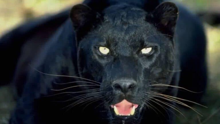 In Search of a Legend – The Black Leopard
