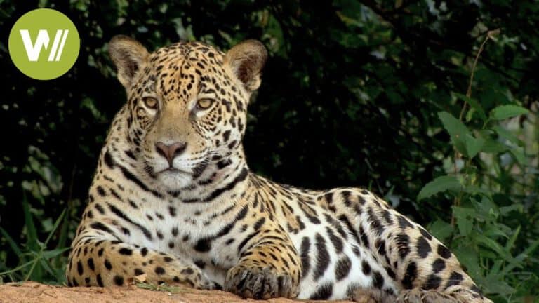 Jaguar – the king of the Pantanal