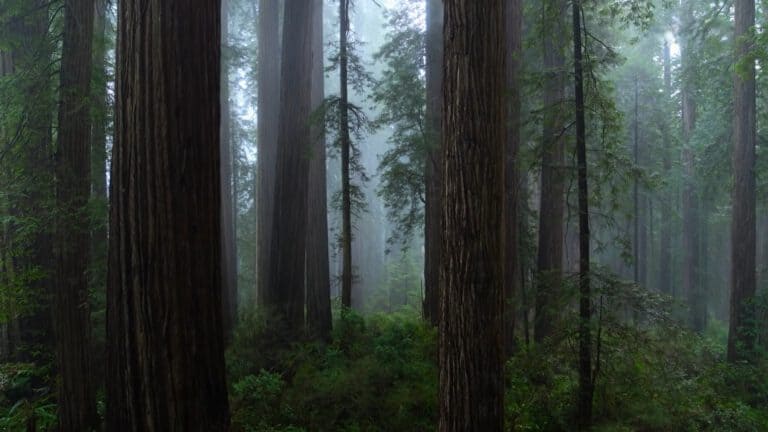 Our Planet – Forests