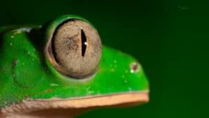 Our Planet – Jungles Documentary