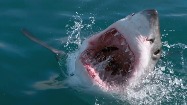 Rise of The Great White Shark