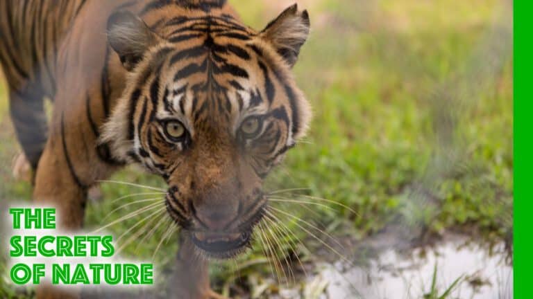 Sumatras Last Tigers