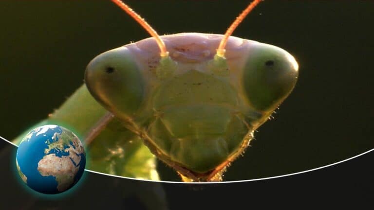 Dive Into the Fascinating World of Insects