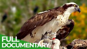 Exploring the Majestic Sava Floodplains - Croatia