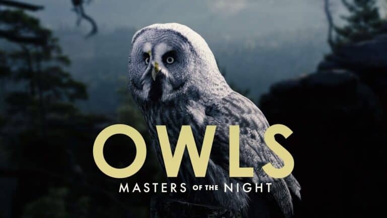 How Owls Master the Night and Hunt Virtually Anything