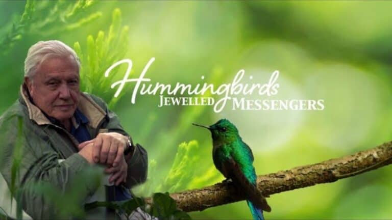 Hummingbirds - A Fascinating Look at These Jewelled Messengers