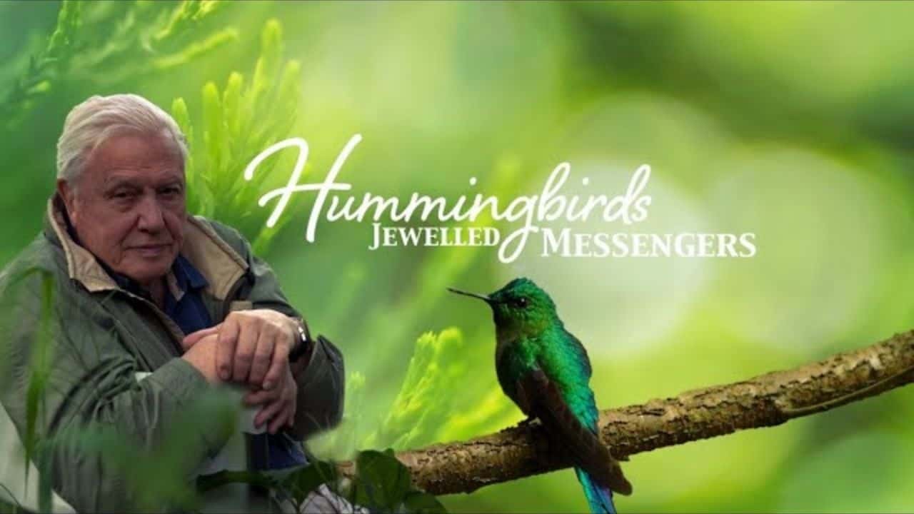 Hummingbirds - A Fascinating Look at These Jewelled Messengers