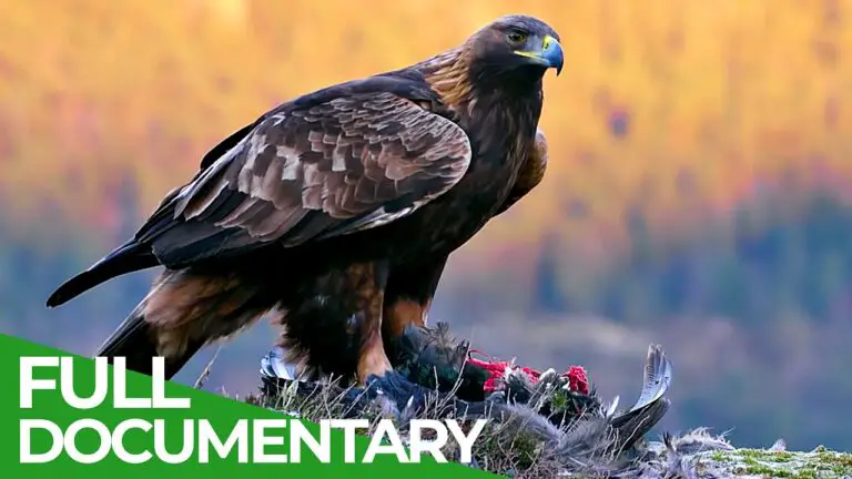 King of the Mountains - A Rare Look Into the World of Golden Eagles