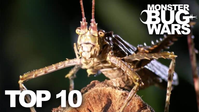Monster Bug Wars - Watch the Top 10 Battles!