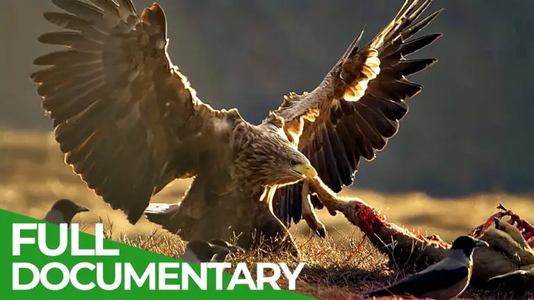 Sea Eagle - King of the Seas - How This Bird Rules the Ocean!