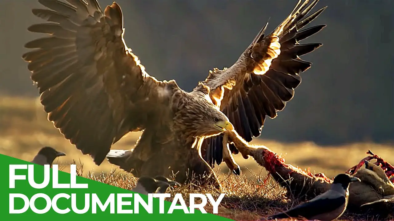 Sea Eagle - King of the Seas - How This Bird Rules the Ocean!