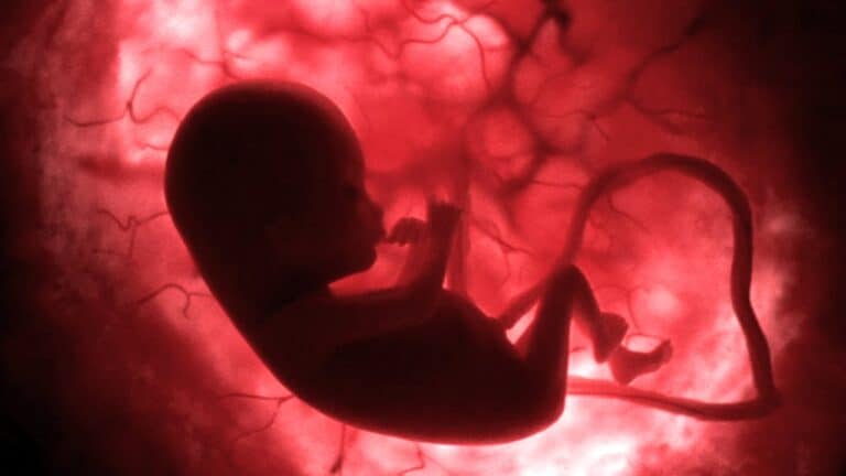 Secrets of Life Before Birth - In the Womb