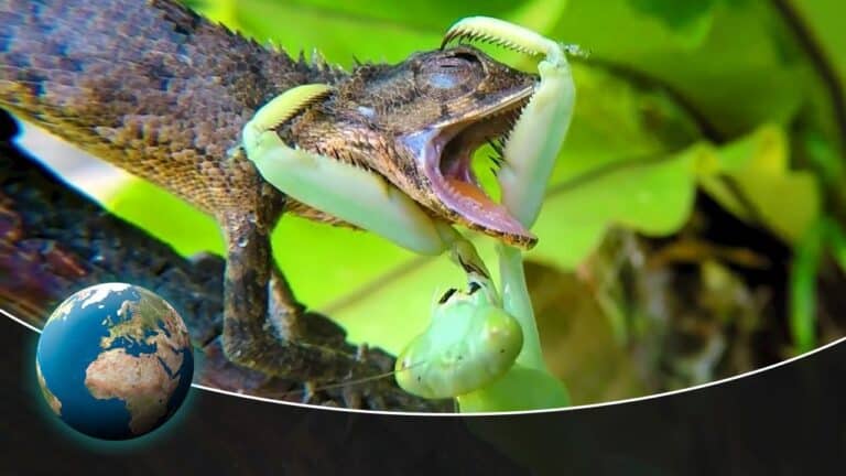 The Kung Fu Killers of the Insect Kingdom - Meet the Praying Mantises!