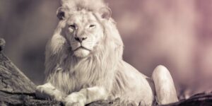 Documentaries-About-Big-Cats